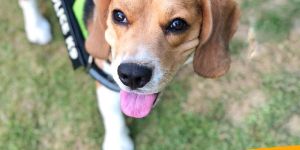 BFF Matty Security K9 Pet Harness