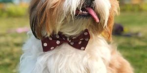 BFF Polka Dot Bow Pet Collar