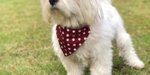 BFF Dog Polka Dot Bandana