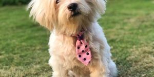BFF Polka Dot Pet Tie Collar