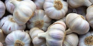 Garlic