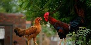 Country Chicken Birds