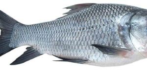 Catla Fish