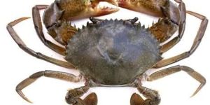 Medium Mud Crab