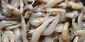 Small Prawns