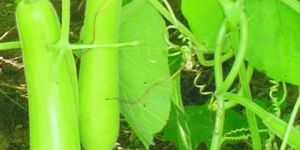 bottle gourd F-1 Hybrid Swara