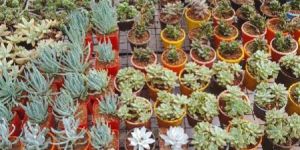 Best Succulents in Bangalore Wholesale Plants