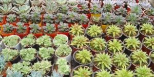 Best wholesale plant nursery in Bangalore- lowest price in the market guaranteed
