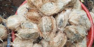 Semi Husked Coconuts