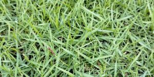 Natural Lawn Grass