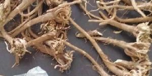 AgarKara Root