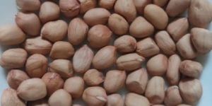 Groundnut