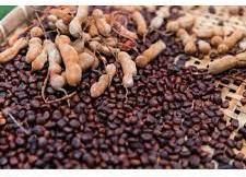 Tamarind Seed