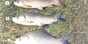 Grass Carp Fish