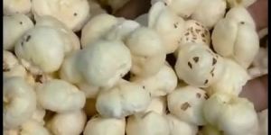 fox nuts/ makhana