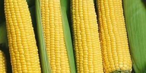 Fresh Yellow Maize