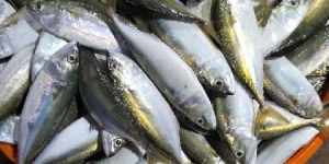 Indian Mackrel Fish
