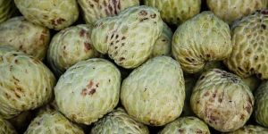 Custard Apple