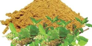 Holy Basil Extract