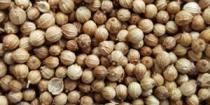 Coriander Seeds