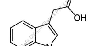 Indole-3-Acetic Acid (IAA)