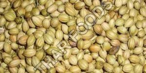 Coriander Seeds