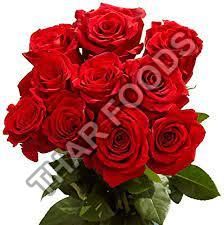 Fresh Red Rose