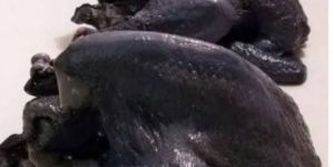 Kadaknath Frozen Chicken