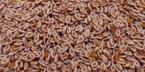 Isabgol Seeds , Psyllium Seeds