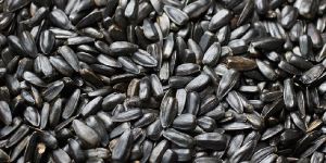 Sunflower Beej,surajmukhi Ke Beej