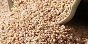 White Sesame Oil Seeds