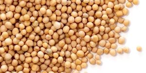 Yellow Mustard Seeds , Pili Sarso