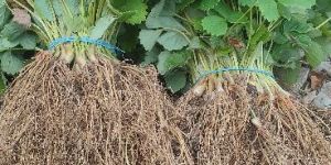 Strawberry Runner Plants