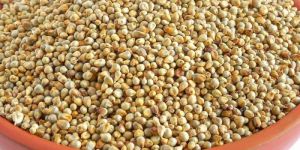 Pearl Millet