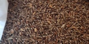 Black Wheat Seed