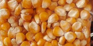 Maize