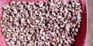 Non Pelling Cashew Nuts