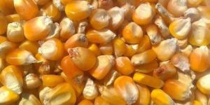 Yellow Corn Animal Feed