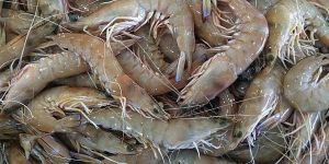 Fresh Prawns