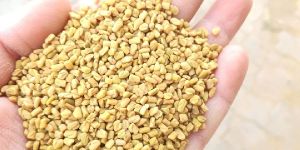 Fenugreek Seed