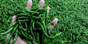 Green Chilli