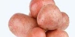 Fresh Rosetta Potato (LR)