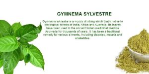 Gymnema Sylvestre Extract Powder