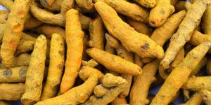 Salem Bold Turmeric Finger, Haldi, Virali Manjal