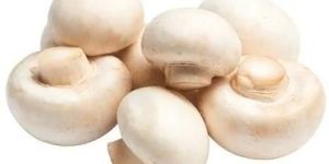 500gm Organic Button Mushroom