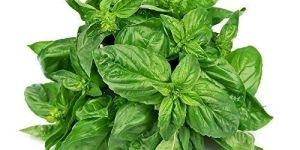 Fresh Basil Leaves