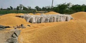 Maize