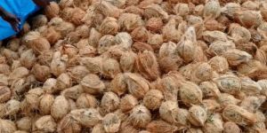 Semi Husked Coconuts
