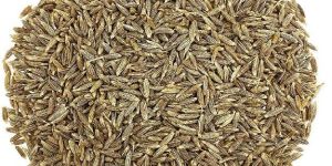 Cumin Seeds