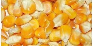 Yellow Maize